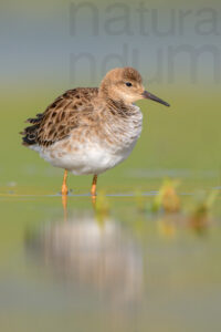 Foto di Combattente (Calidris pugnax)