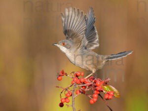 Foto di Occhiocotto (Sylvia melanocephala)