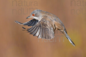 Photos of Sardinian Warbler (Sylvia melanocephala)