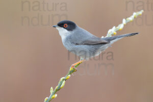 Foto di Occhiocotto (Sylvia melanocephala)