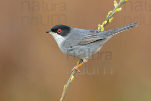 Photos of Sardinian Warbler (Sylvia melanocephala)