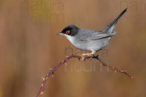 Photos of Sardinian Warbler (Sylvia melanocephala)