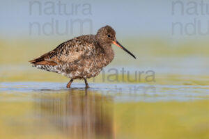 Foto di Totano moro (Tringa erythropus)