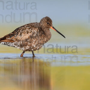 Foto di Totano moro (Tringa erythropus)