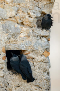 Photos of Western Jackdaw images (Coloeus monedula)