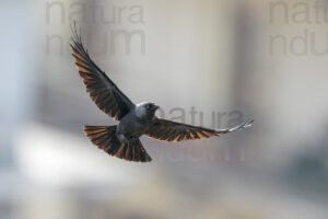 Photos of Western Jackdaw images (Coloeus monedula)