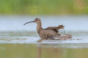 Foto di Chiurlo piccolo (Numenius phaeopus)