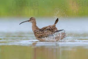 Photos of Whimbrel (Numenius phaeopus)