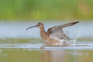 Foto di Chiurlo piccolo (Numenius phaeopus)