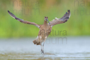 Photos of Whimbrel (Numenius phaeopus)