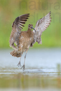 Foto di Chiurlo piccolo (Numenius phaeopus)