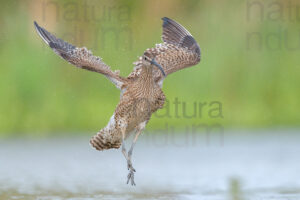 Photos of Whimbrel (Numenius phaeopus)