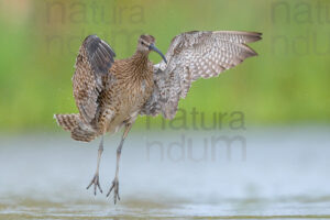 Photos of Whimbrel (Numenius phaeopus)