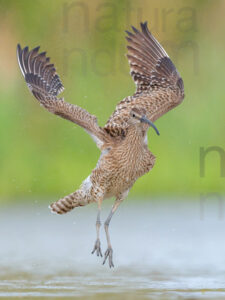 Foto di Chiurlo piccolo (Numenius phaeopus)