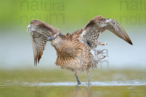 Photos of Whimbrel (Numenius phaeopus)