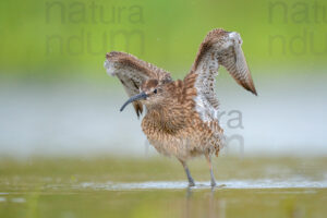 Foto di Chiurlo piccolo (Numenius phaeopus)