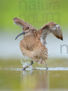 Foto di Chiurlo piccolo (Numenius phaeopus)