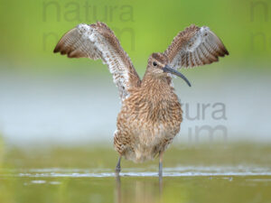 Photos of Whimbrel (Numenius phaeopus)