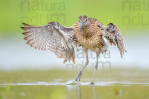 Foto di Chiurlo piccolo (Numenius phaeopus)