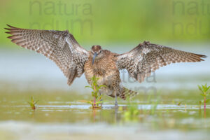 Photos of Whimbrel (Numenius phaeopus)