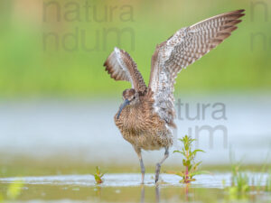 Foto di Chiurlo piccolo (Numenius phaeopus)