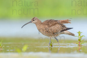 Photos of Whimbrel (Numenius phaeopus)