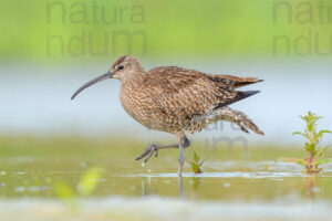 Photos of Whimbrel (Numenius phaeopus)