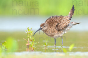 Foto di Chiurlo piccolo (Numenius phaeopus)