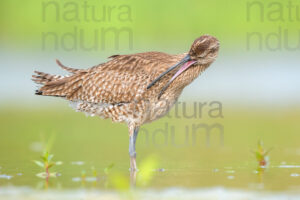 Foto di Chiurlo piccolo (Numenius phaeopus)