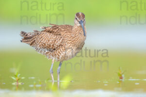 Photos of Whimbrel (Numenius phaeopus)