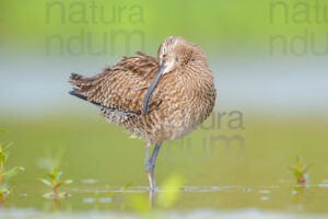 Photos of Whimbrel (Numenius phaeopus)