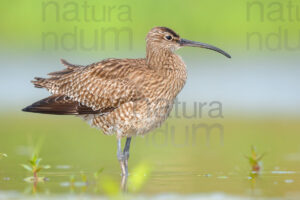 Photos of Whimbrel (Numenius phaeopus)