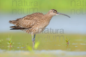 Photos of Whimbrel (Numenius phaeopus)