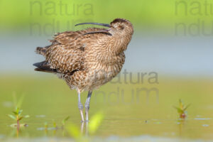 Photos of Whimbrel (Numenius phaeopus)