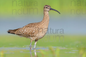 Foto di Chiurlo piccolo (Numenius phaeopus)