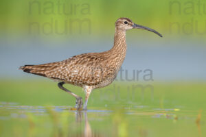 Photos of Whimbrel (Numenius phaeopus)