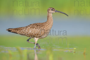 Foto di Chiurlo piccolo (Numenius phaeopus)