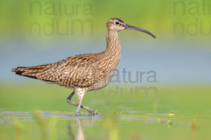 Photos of Whimbrel (Numenius phaeopus)