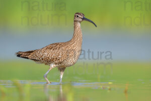 Photos of Whimbrel (Numenius phaeopus)