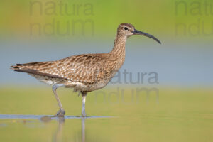 Foto di Chiurlo piccolo (Numenius phaeopus)