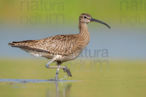 Photos of Whimbrel (Numenius phaeopus)