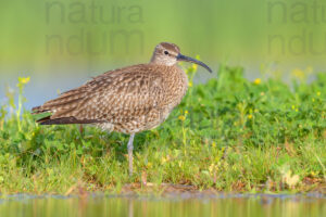 Photos of Whimbrel (Numenius phaeopus)