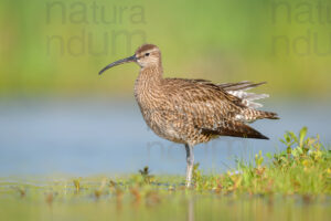 Foto di Chiurlo piccolo (Numenius phaeopus)