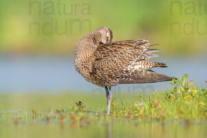 Foto di Chiurlo piccolo (Numenius phaeopus)