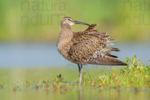 Photos of Whimbrel (Numenius phaeopus)