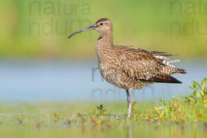 Photos of Whimbrel (Numenius phaeopus)