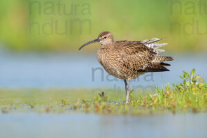 Photos of Whimbrel (Numenius phaeopus)