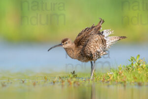 Foto di Chiurlo piccolo (Numenius phaeopus)