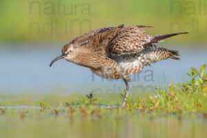 Photos of Whimbrel (Numenius phaeopus)