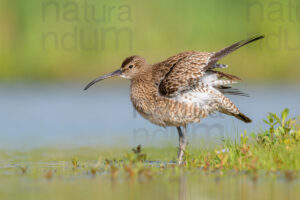 Photos of Whimbrel (Numenius phaeopus)